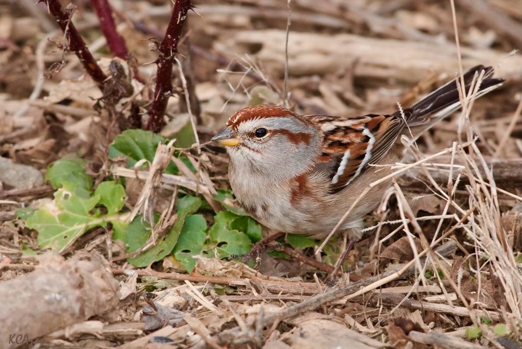 American Tree Sparrow by Kelly Colgan Azar is licensed under CC BY-ND 2.0